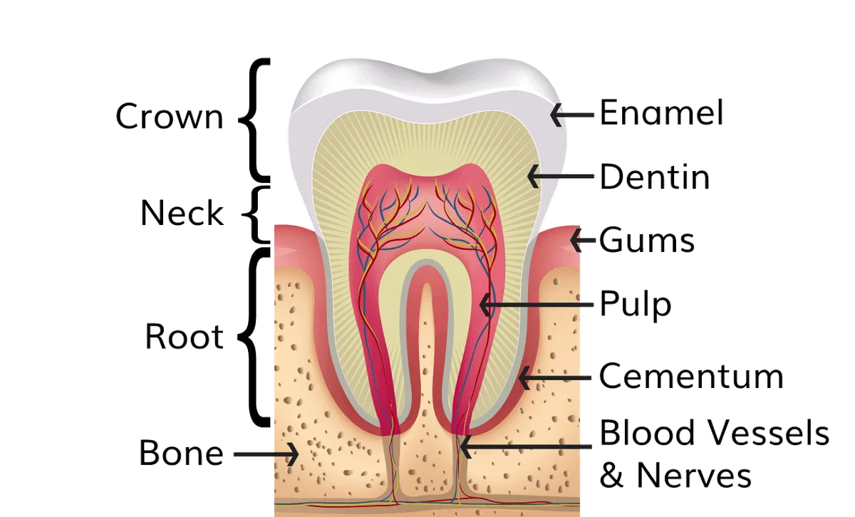 Parts Of A Tooth 1