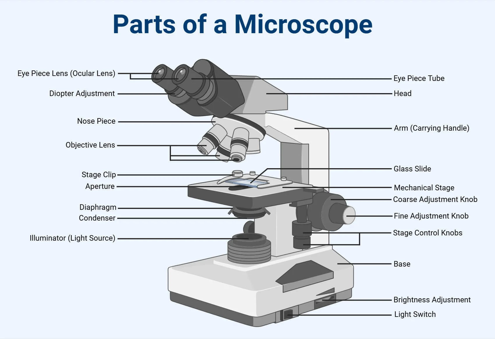 Parts Of A Microscope