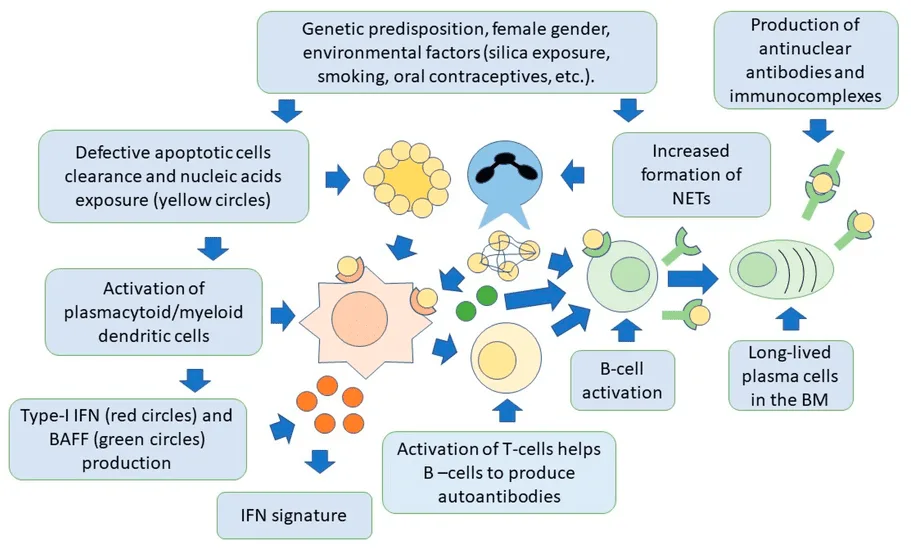 Pathogenesis Of Sle 2