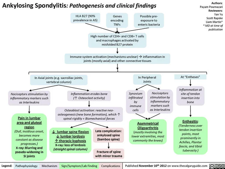 Pathophysiology OF Ankolysing Spondlitis 1