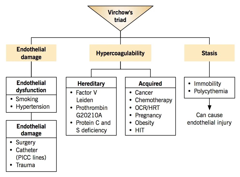 Pathophysiology Virchows Triad 1