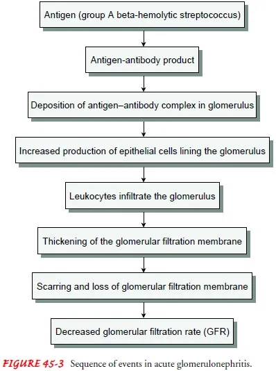 Pathophysiology Of Acute Glomerulonephritis