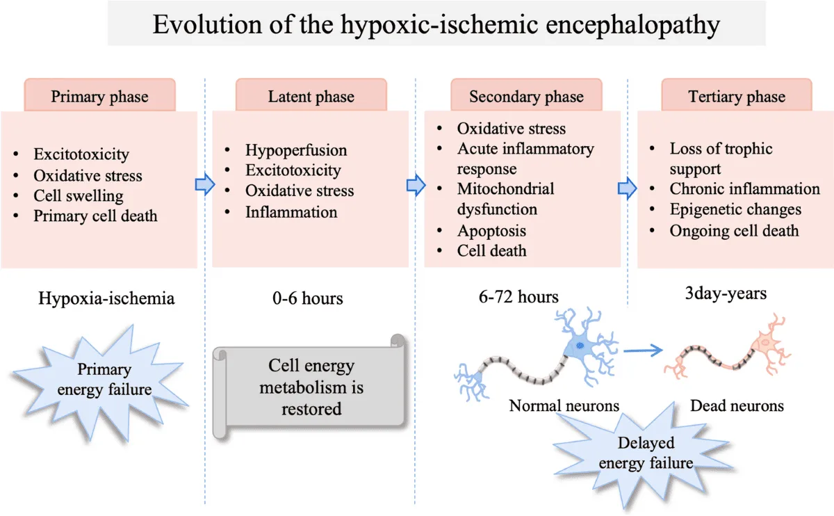 Pathophysiology Of Brain Injury In HIE 1
