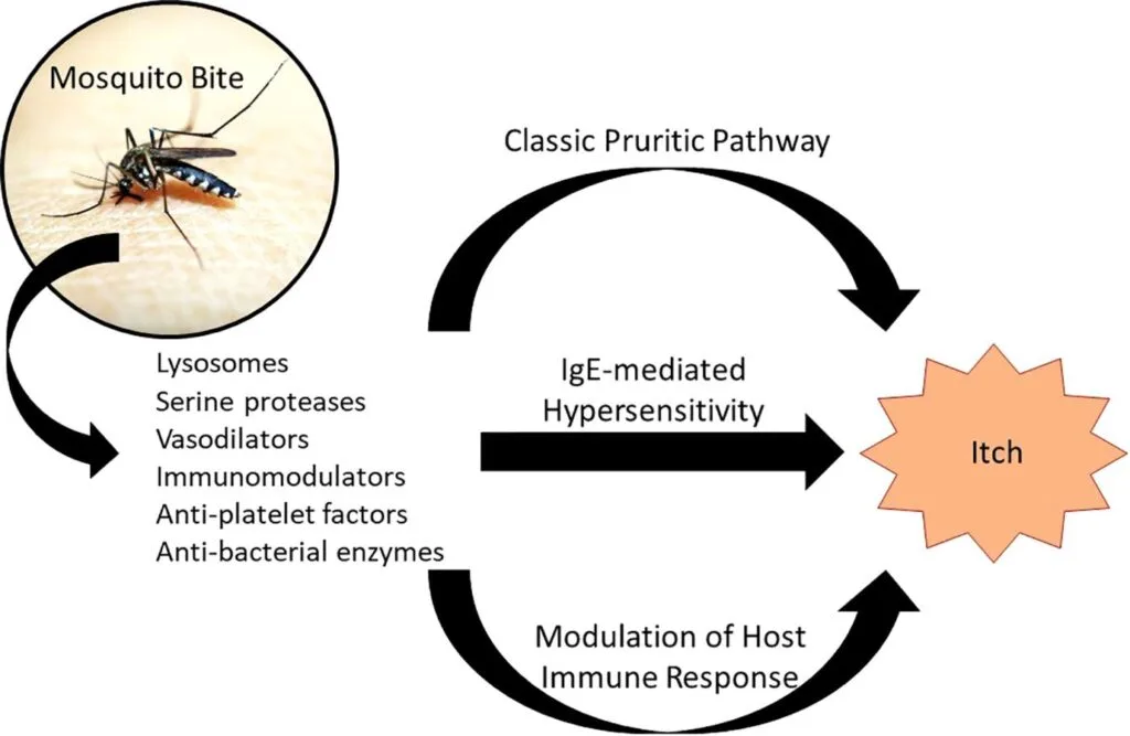 Pathophysiology Of Insect Stings And Bites 1