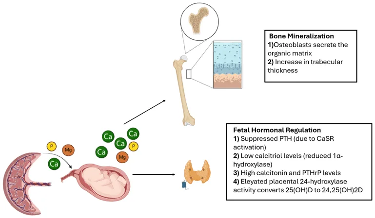 Pathophysiology Of Osteopenia Of Prematurity 2