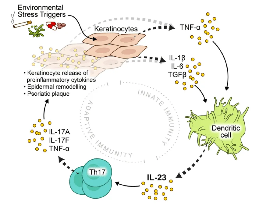 Pathophysiology Of Psoriasis 1