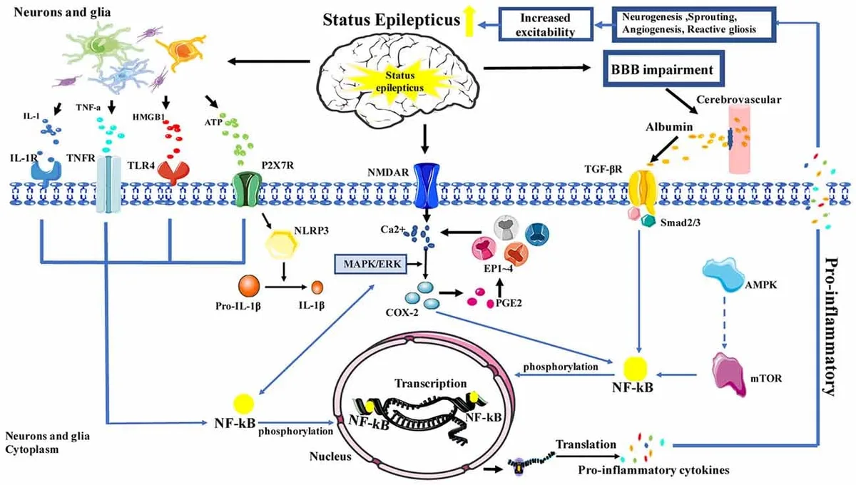 Pathophysiology Of Status Epilepticus 1