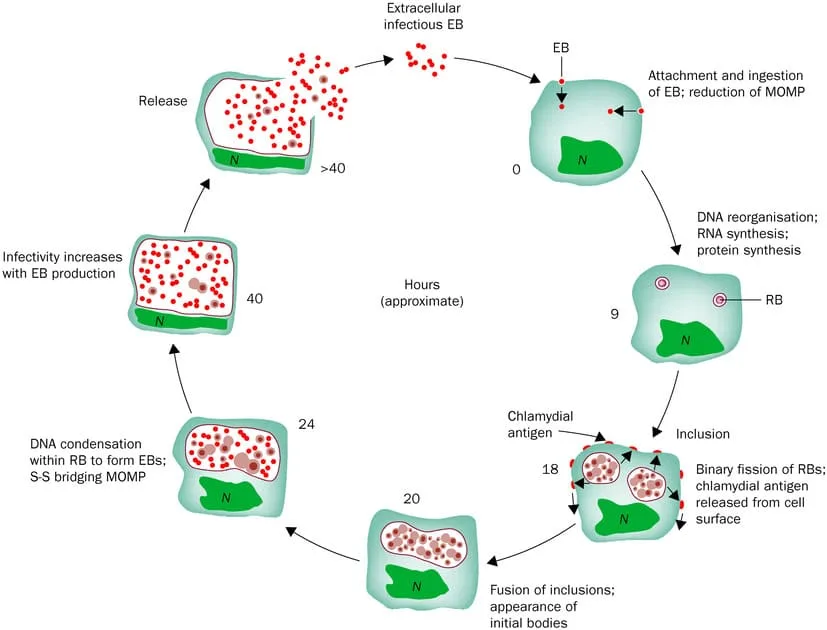 Pathophysiology Of Trachoma 1