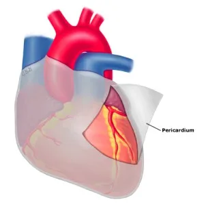 Pericardium Anatomy