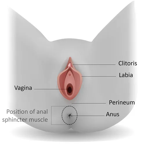 Perineum
