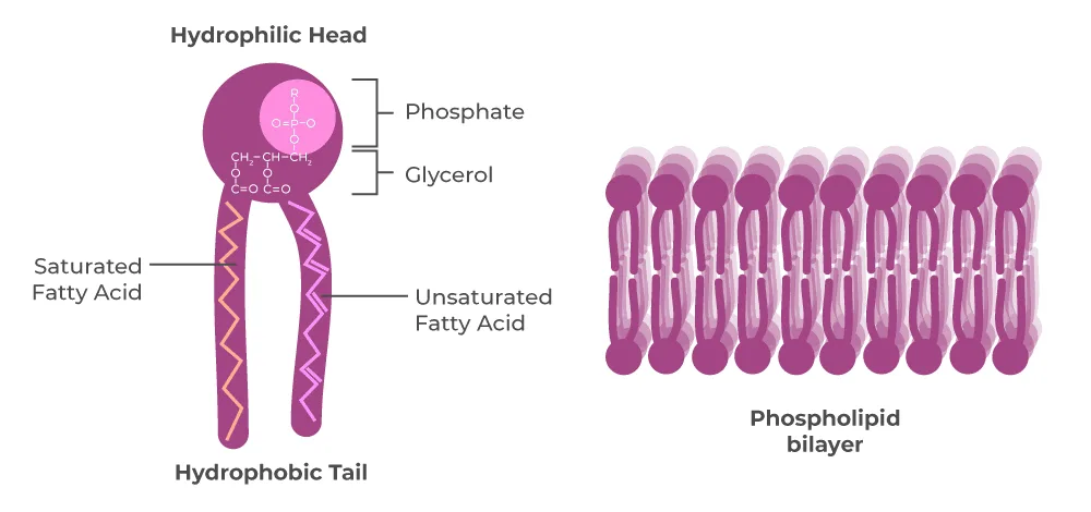 Phospholipid Diagram 1