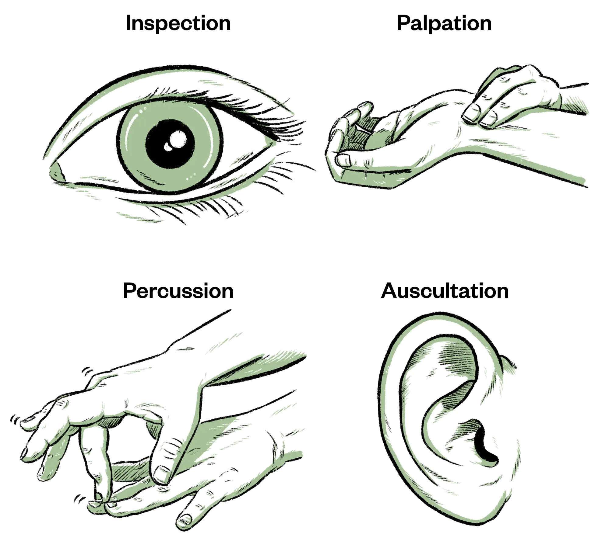 Physical Examination Of The Patient