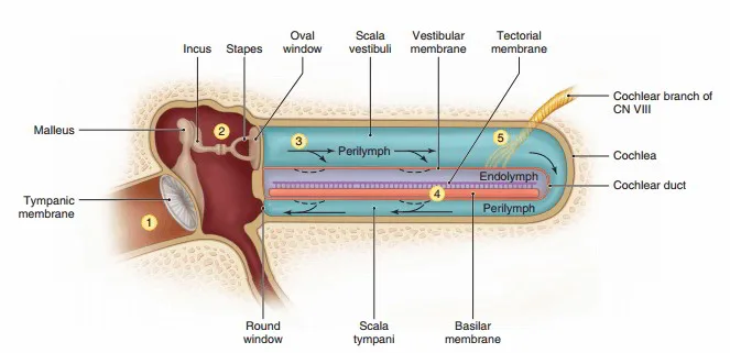 Physiology Of Hearing