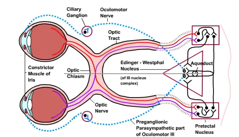 Physiology Of Sight 1