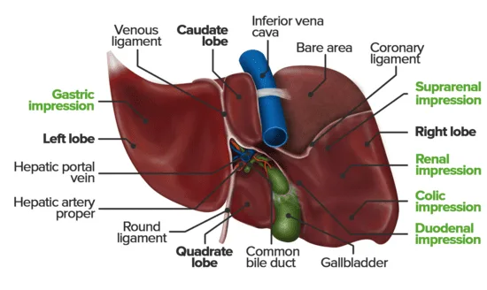 Porta Hepatis And Liver Inferior View 2