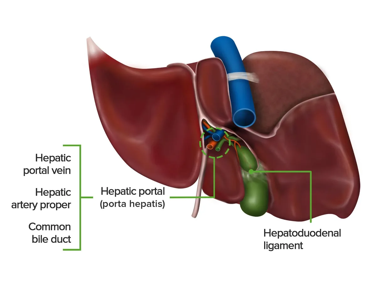 Porta Hepatis Hepatic Portal 1