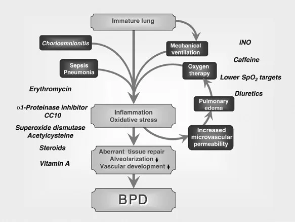 Primary Pathophysiology Of BPD