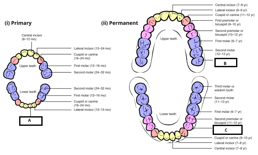 Primary And Permanent Dentition 1