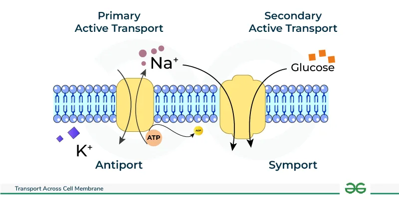 Primary And Secondary Active Transport