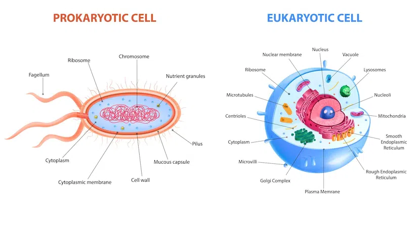 Prokaryotic And Eukaryotic Cell