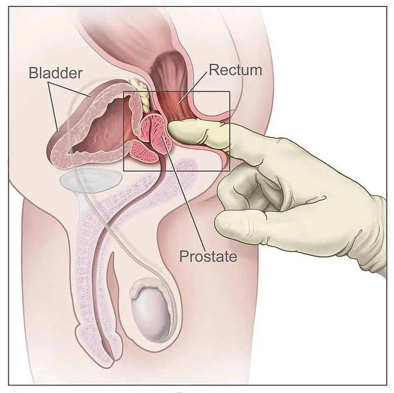 Prostate Gland