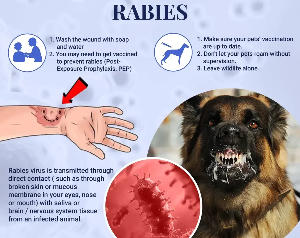 Rabies 1 E1736778186561