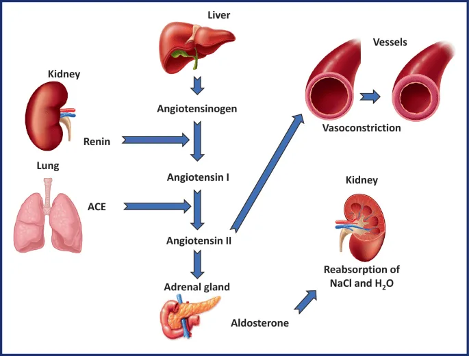Renin Angiotensin Aldosterone System RAAS 1
