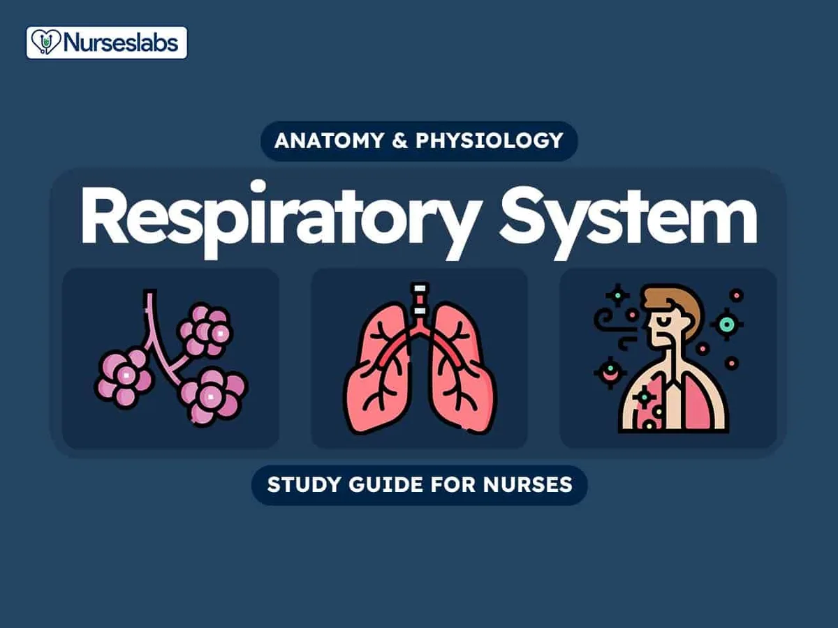 Respiratory System Anatomy And Physiology Nursing Study Guide