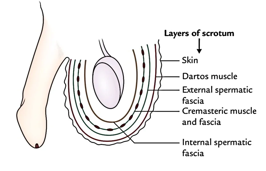 Scrotum Anatomy