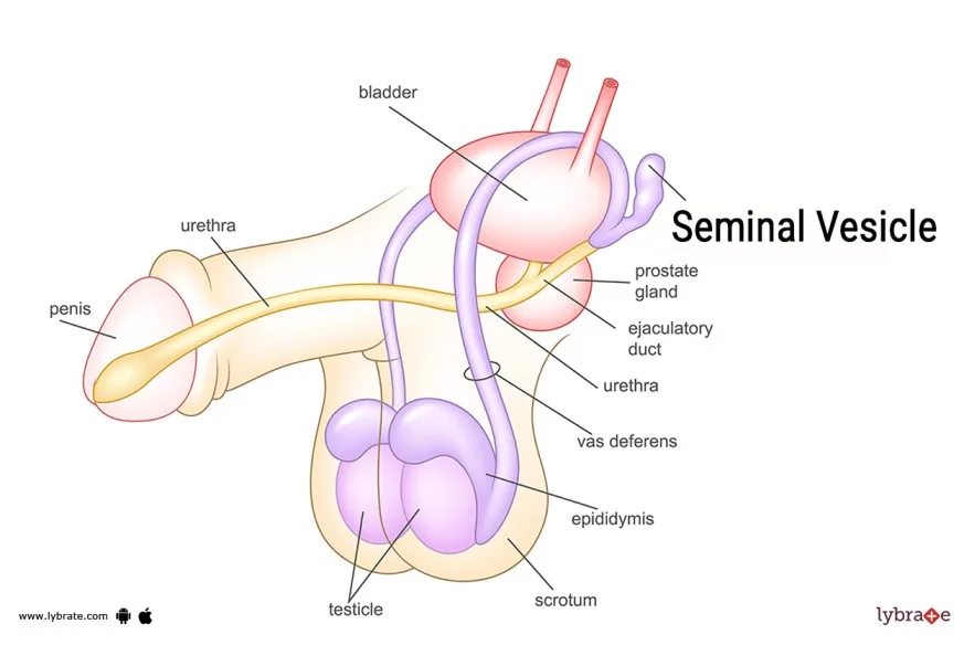 Seminal Vesicle 1