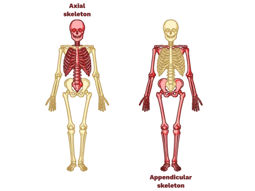 Skeleton Regions 1