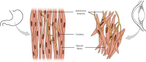 Smooth Musclet Tissue 1 1 E1751389483746