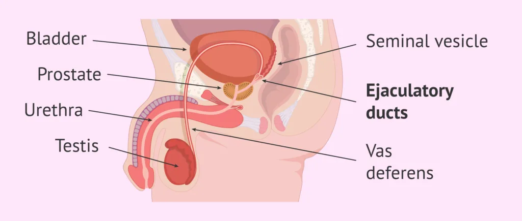 Spermatic Cord
