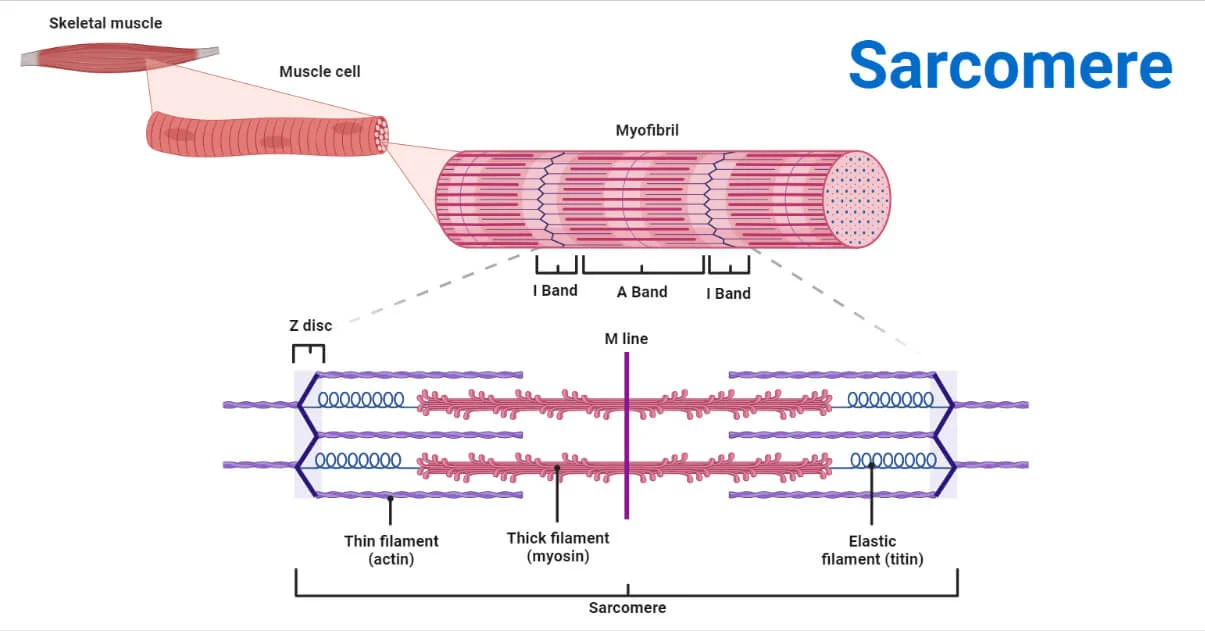 Structure Of Sarcomere