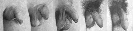 Tanner Stages In Males Gonads