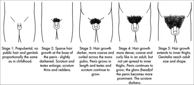 Tanner Stages In Males Pubic
