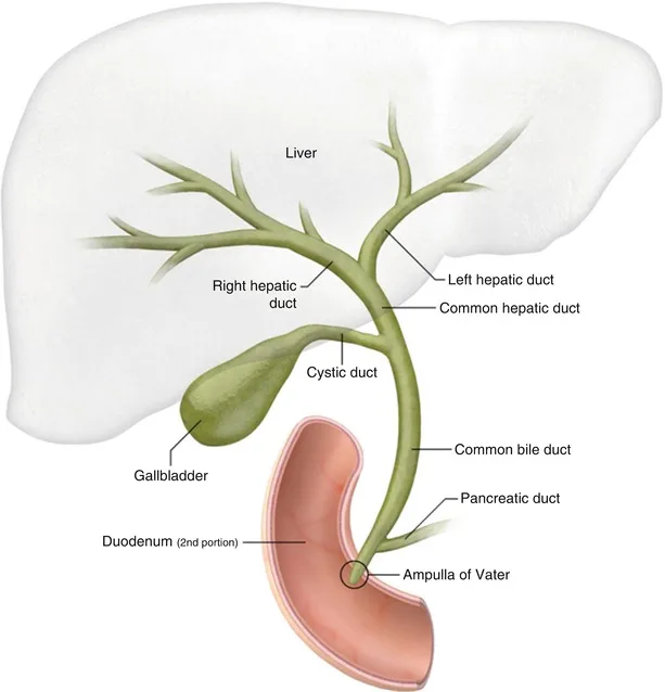The Biliary Ducts