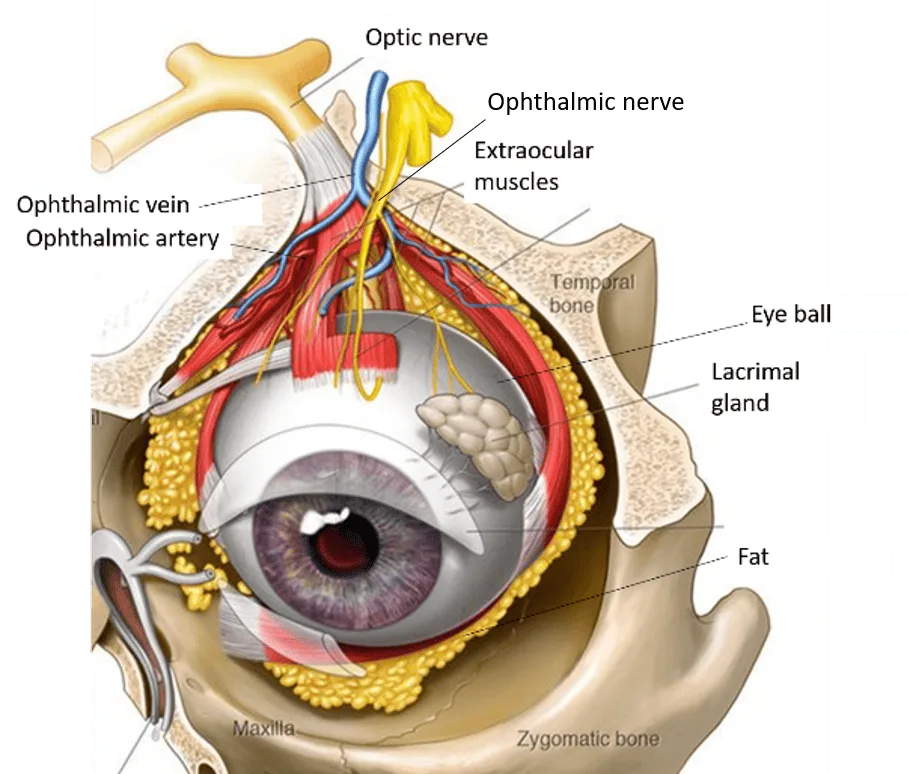 The Eye Orbit And Extraocular Muscles 1
