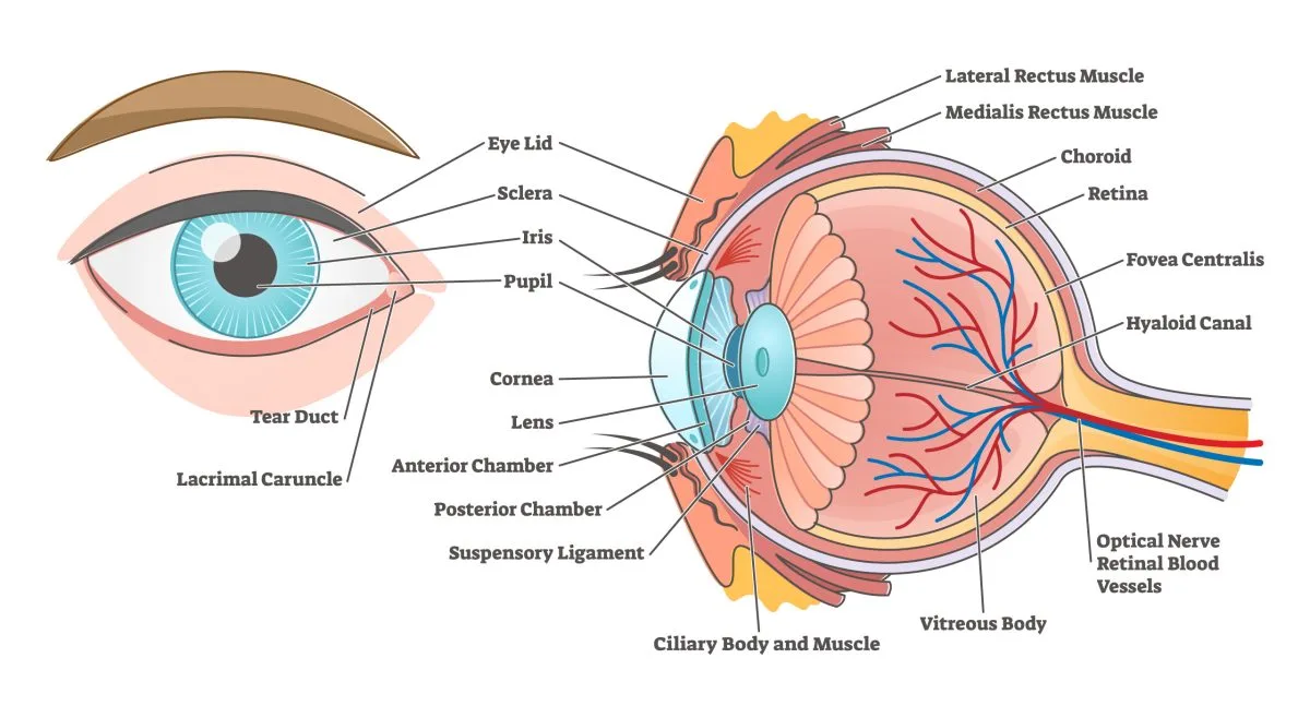 The Eye