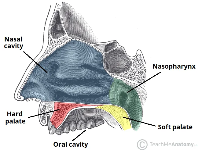 The Hard And Soft Palate