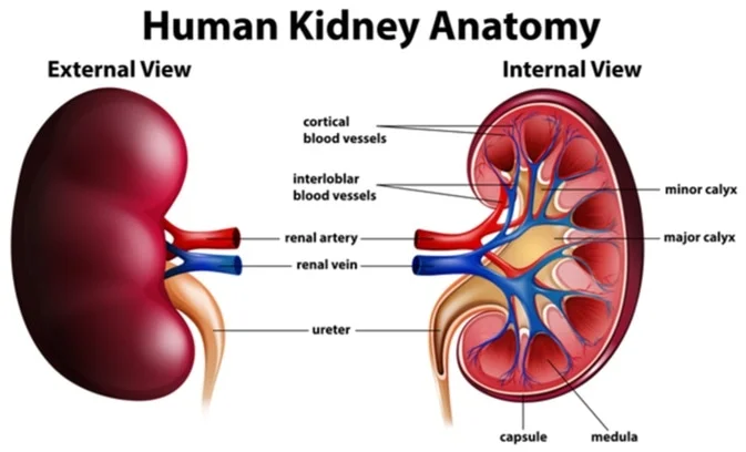 The Kidneys