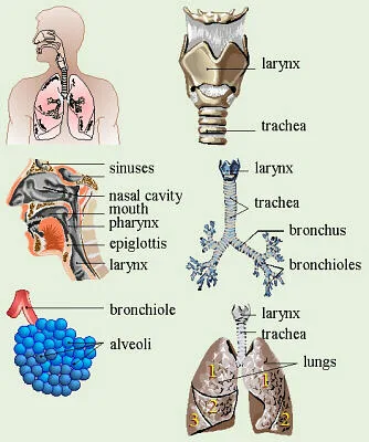 The Respiratory System