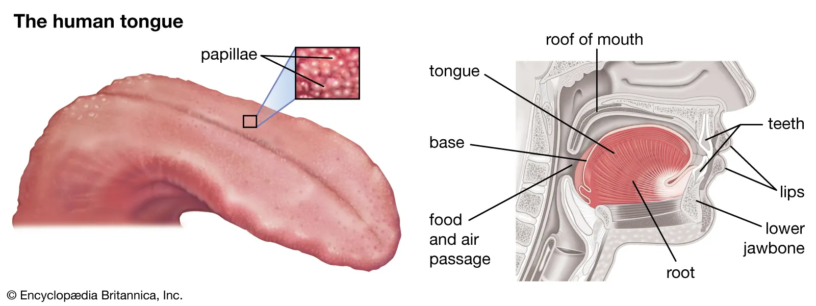 The Tongue