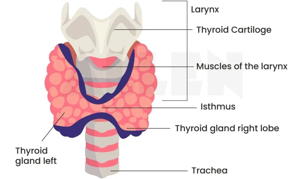 Thyroid Gland 1 E1742885342819