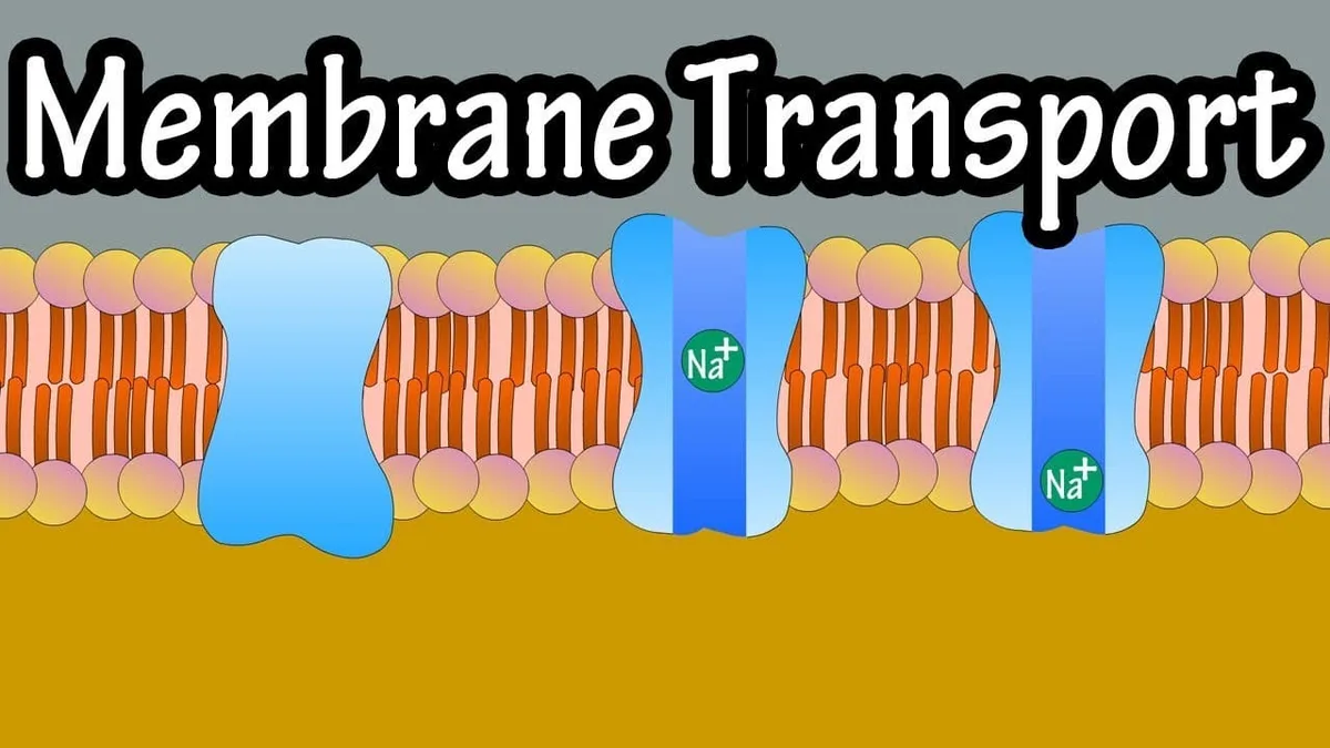 Transport Mechanisms 1