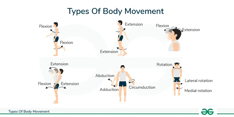 Types Of Body Movement