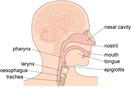 Upper Respiratory Tract Dr