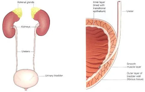 Ureters