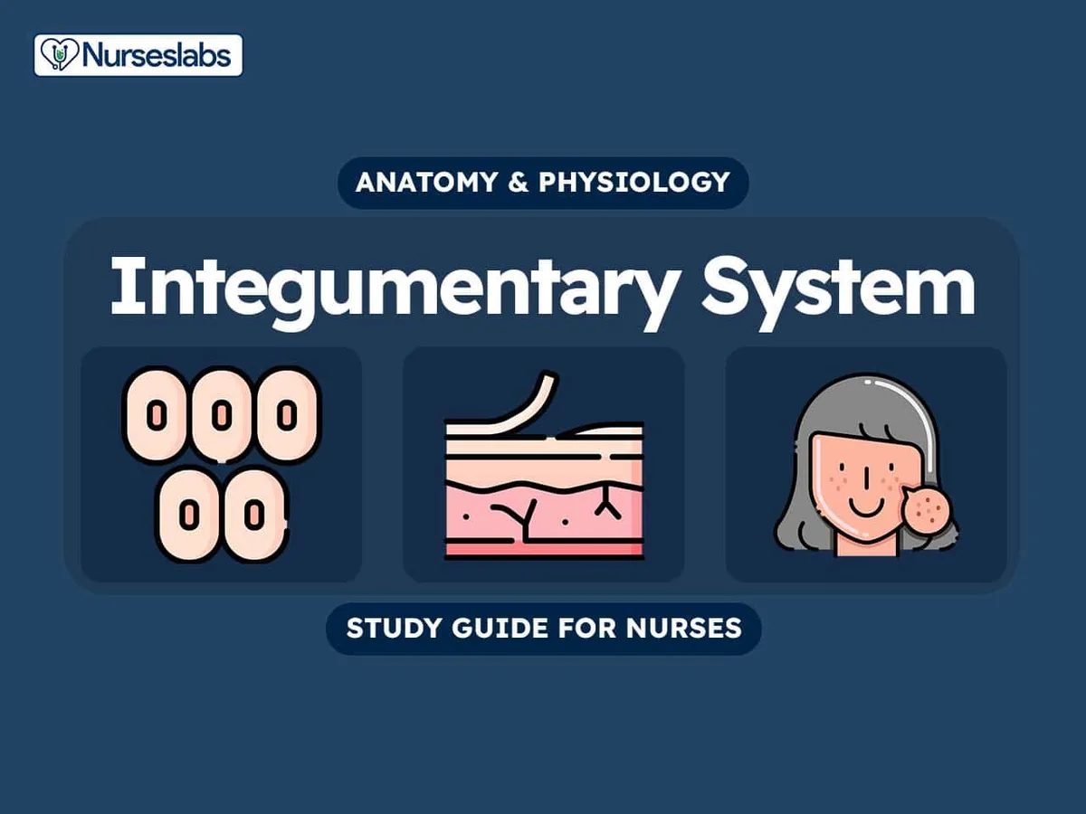 V2 Integumentary System Anatomy And Physiology Nursing Study Guide