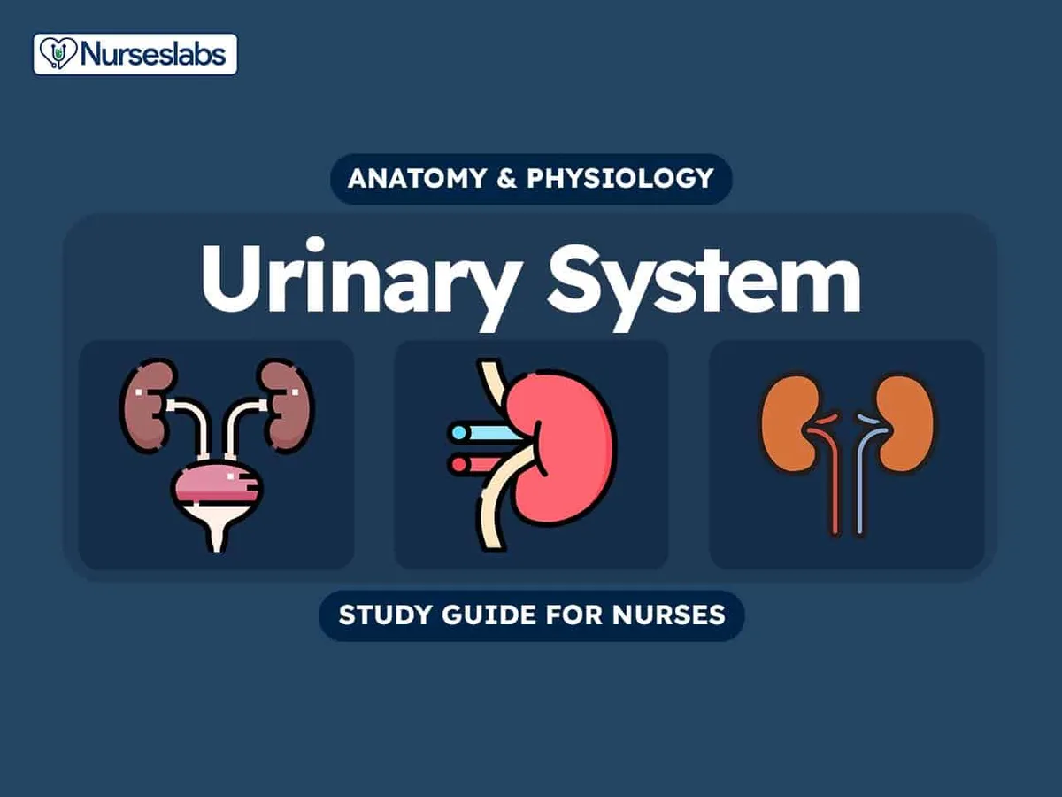 V2 Urinary System Anatomy And Physiology Nursing Study Guide